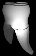 A side view of a tooth model using the contour editor with simple reconstruction & OpenGL shading
